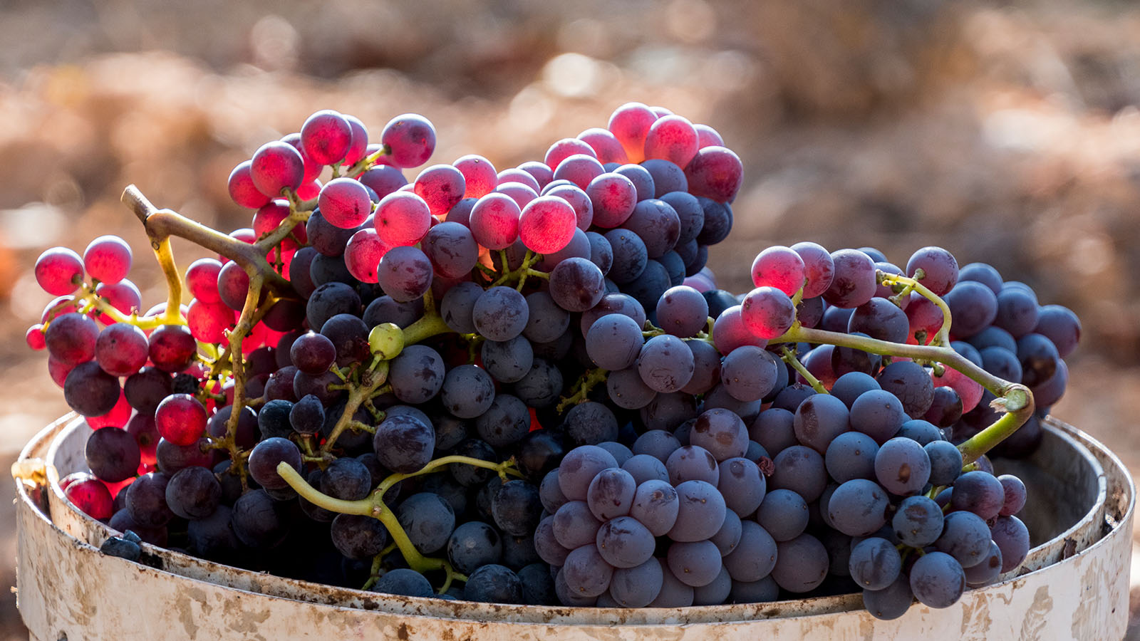 Malgrat de Mar, Costa Brava