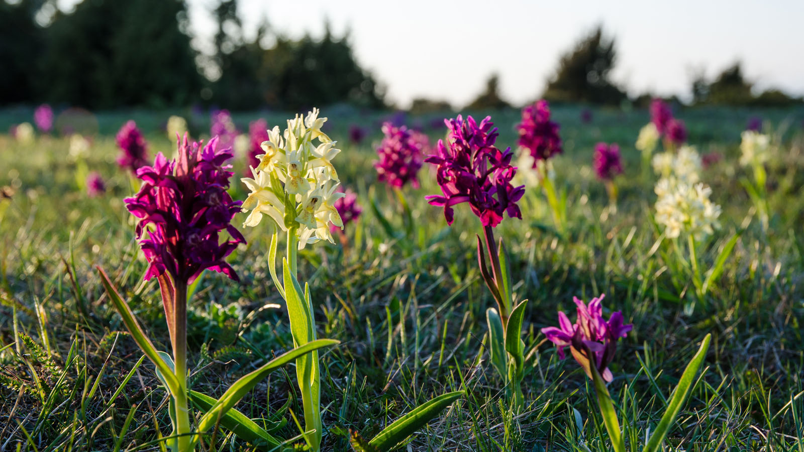 Orkid�vandring p� �land