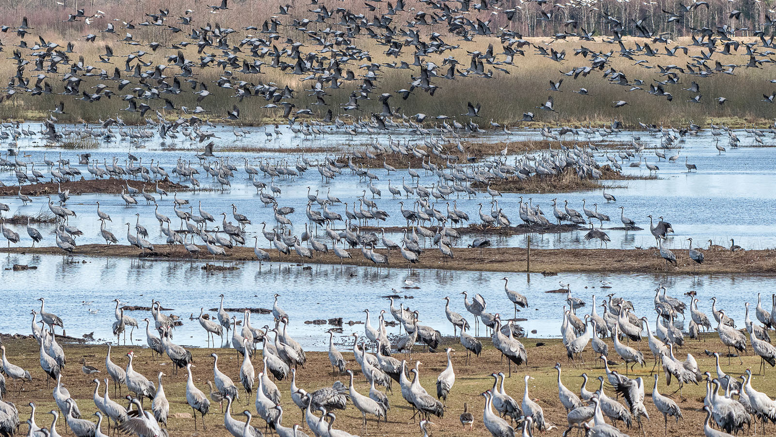 Trandansen vid Hornborgasjön