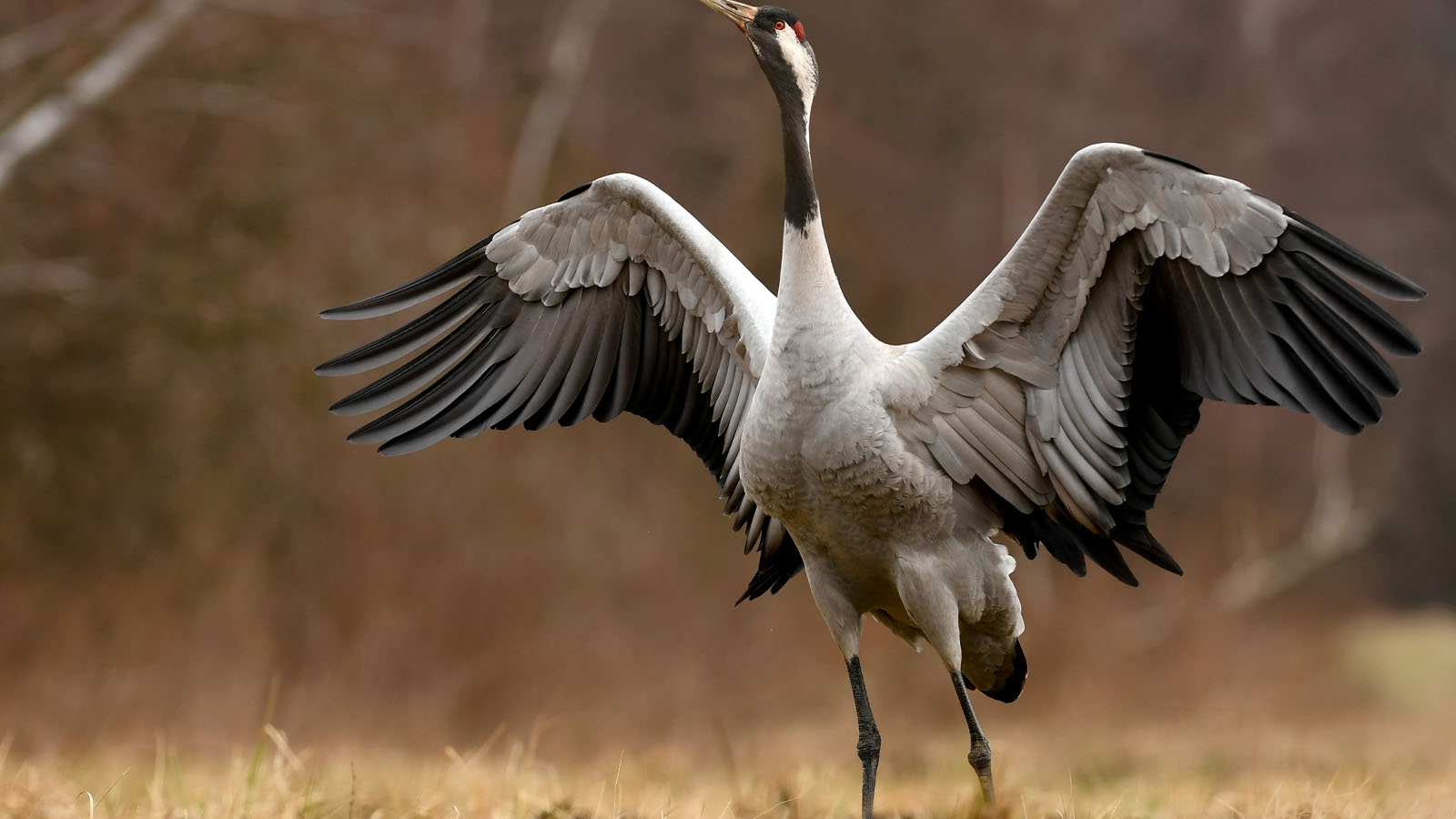 Trandansen vid Hornborgasj�n